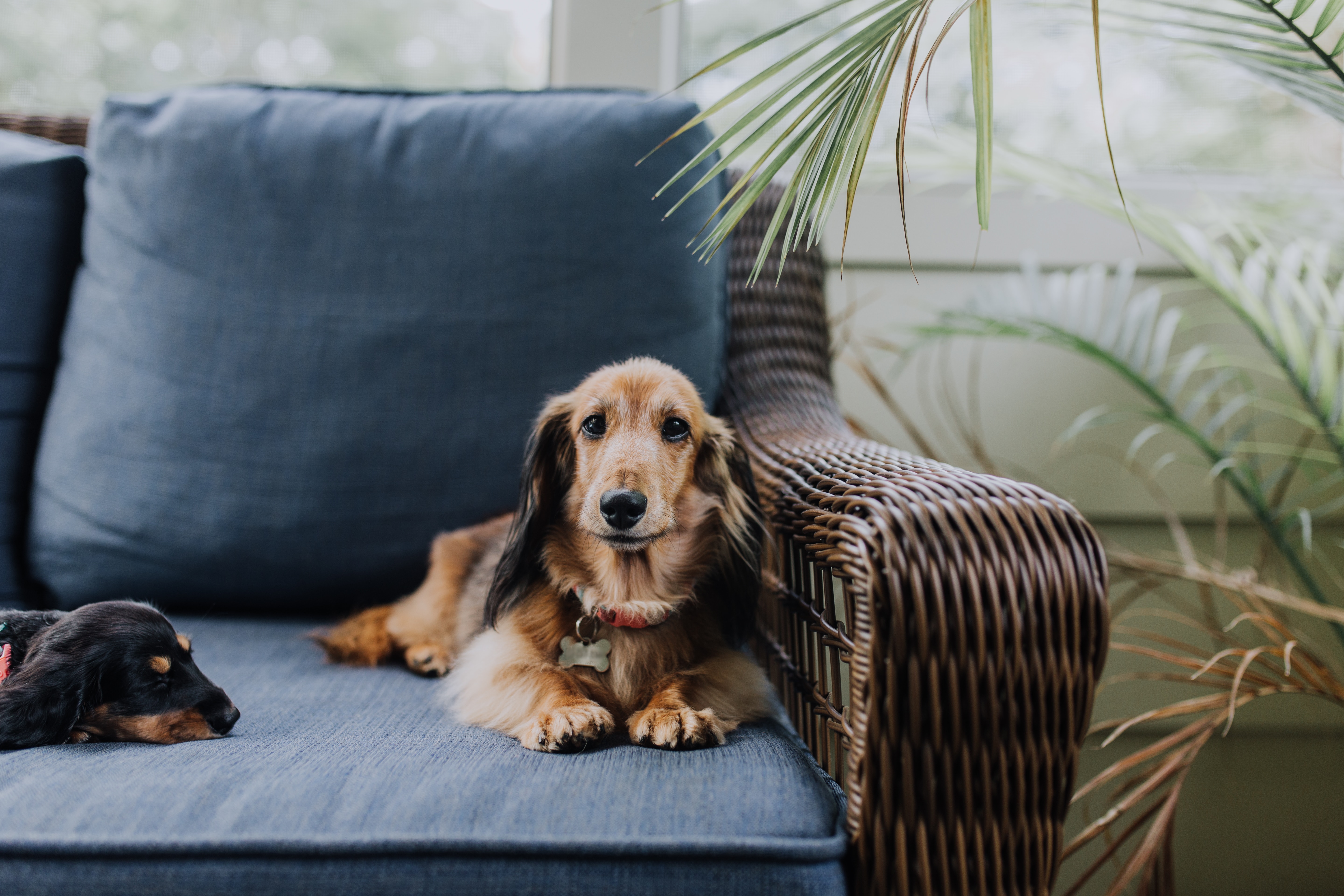Red sable longhaired dachshund relaxes with black and tan dachshund puppy