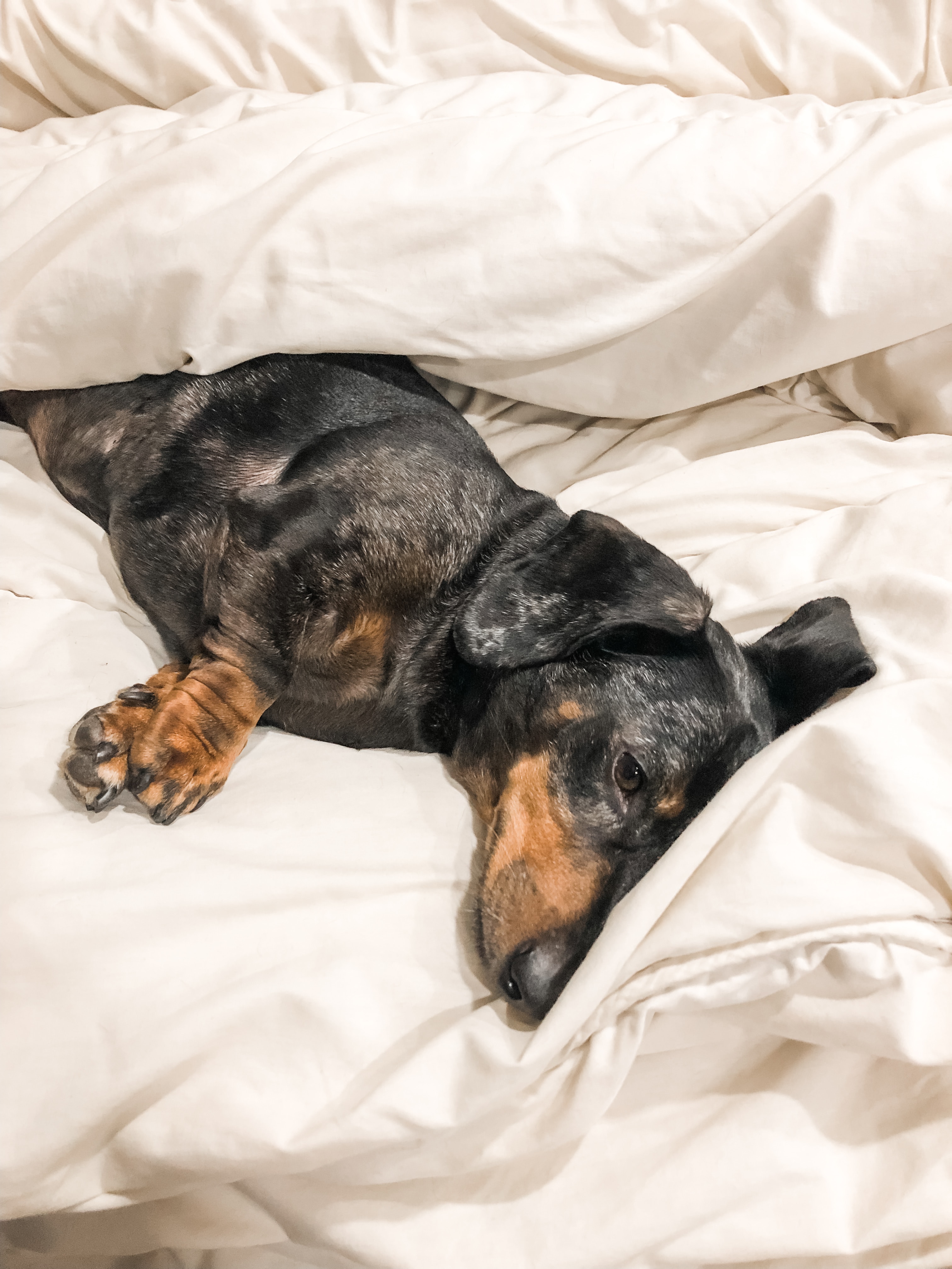 Dapple Dachshund makes himself comfy on cozy bed