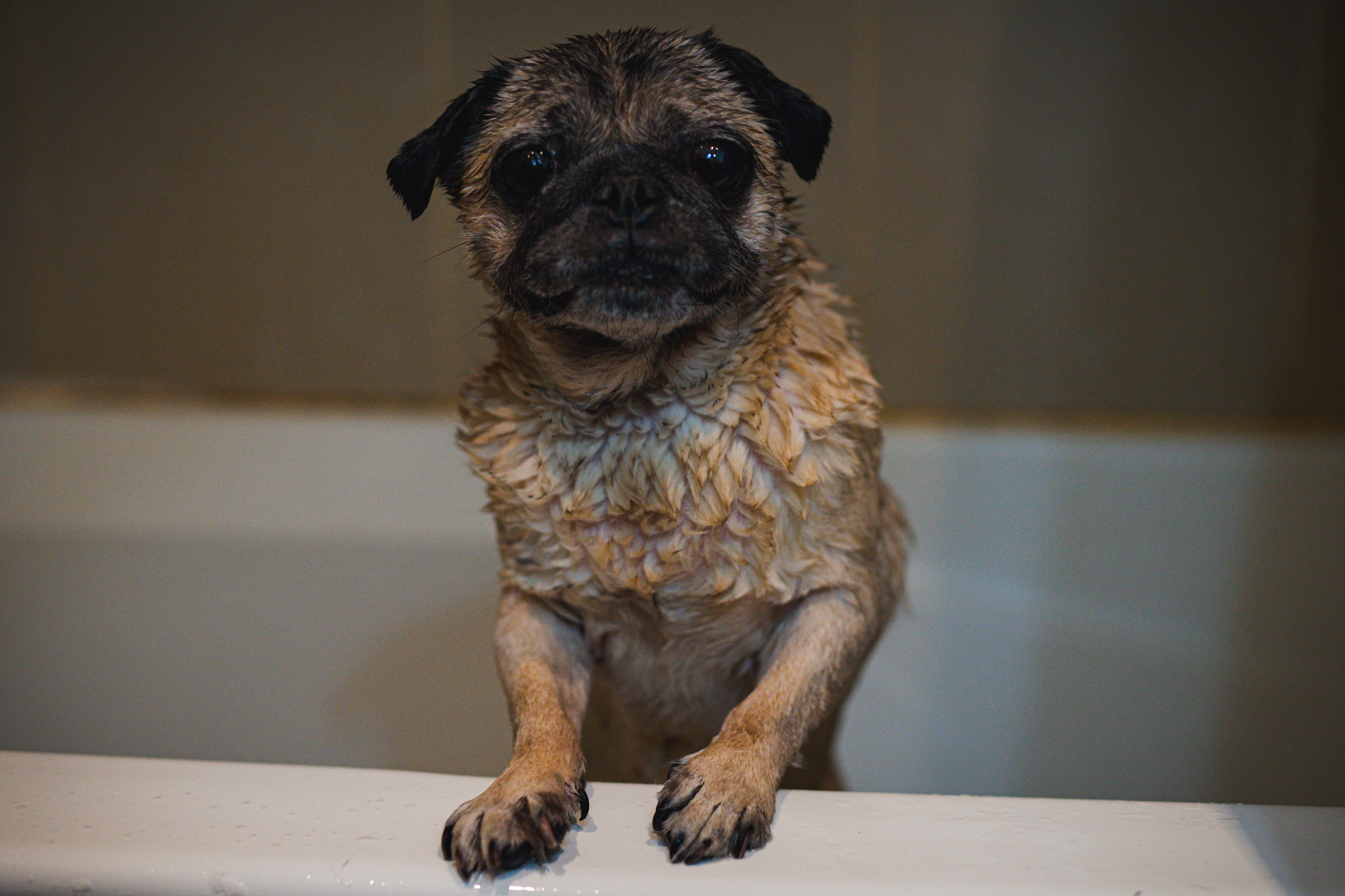 Soapy pug looks beseechingly at camera