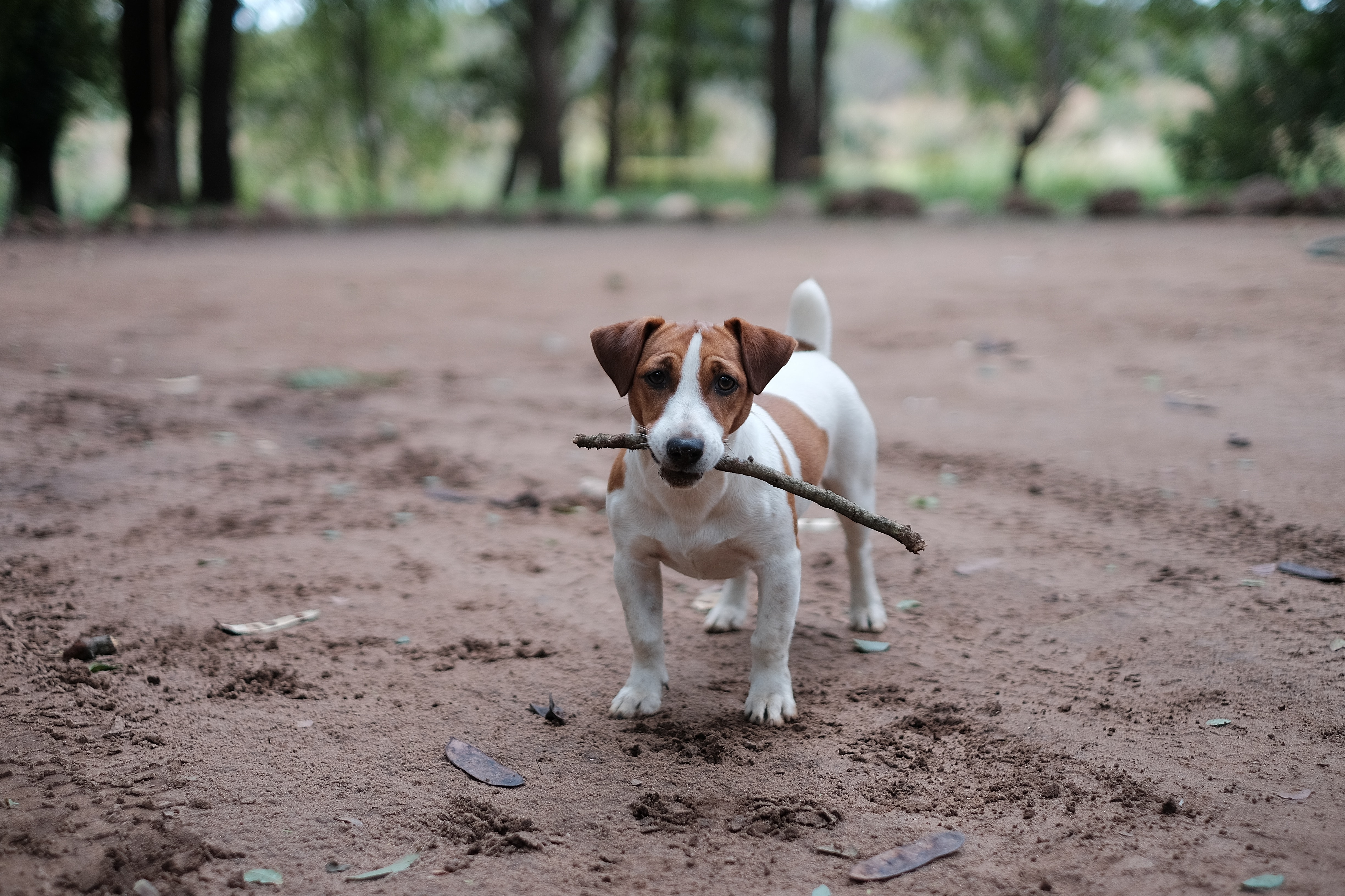 Jack Russell terrier fetches stick on beach